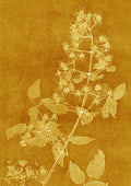 Ochre Yellow Clematis Print A5 Postcard